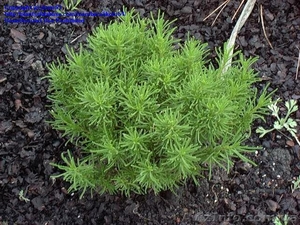 Садовые,  вечнозеленые,  хвойные,  кустарники,  деревья - Садовые растения  #950204