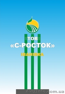 ООО С-Росток - выращивание, хранение и реализация овощей #940905