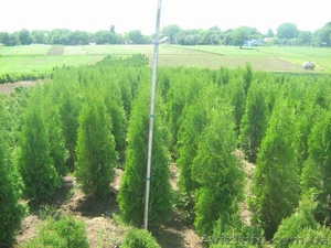 туї смарагд колумна #941974