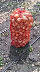 Лук оптом с поля!!! #949849