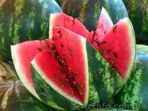 Продажа арбузов с поля  #942924