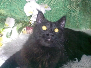 Восхитительный  МЕЙН-КУН.  Вязка. #951450