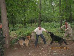 дресирування собак #951524