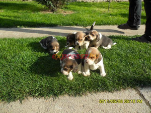 Изумительные щенки породы Бигль #339490