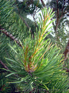 участок под застройку с.мостище 29 км от киева #952382