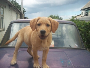 продам щенка лабрадора ретривера #964559