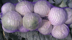 Продам капусту крупным оптом!!! #954604