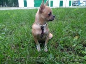 Милая девочка чихуахуа #963778