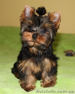 Щенки йоркширский терьер в Донецке. #957913