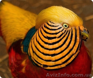 Фазаны золотые декоративные #953980