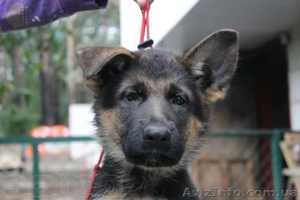 Породные красавцы - щенки овчарки #955054