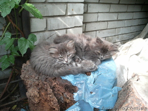 отдам красивых котят #961083