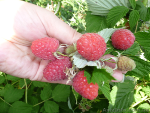 Продам саженцы малины крупноплодной,  деревовидной,  Запорожская обл. #954047