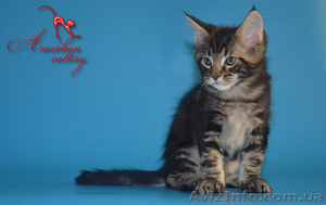 Котята мейн кун из питомника #968207