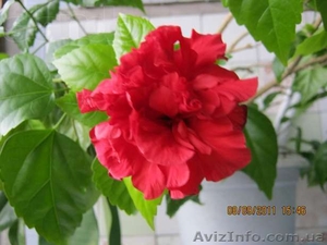 Гибискусы,  традесканции,  хойя,  бегонии #796995