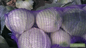 Продам капусту с поля оптом!!! #956974