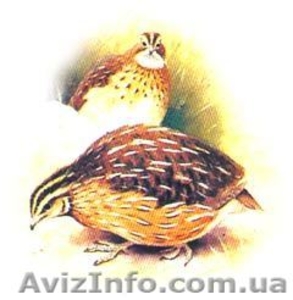 Продам готовый бизнес:  Перепелиная ферма.  #960502