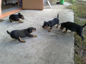 Продаж цуценят Ягдтерьєра #964147