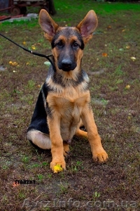 Немецкая овчарка щенок  подрощенный кобель #968279