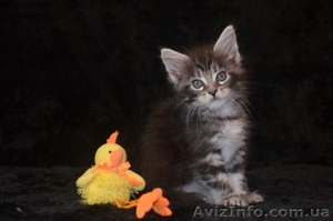 Крупные котята мейн кун  #958028