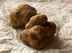 Продам гриб - белый трюфель (Италия) #966159
