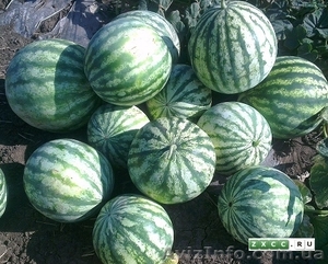 арбузы мелкие для соления #956683