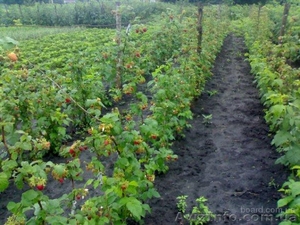 Продам саженцы плодовых деревьев и ягодников оптом Харьков #956318