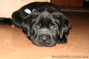 Щенок лабрадора ретривера мальчик #957564