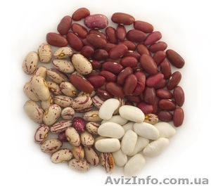 закупаем Грецкий Орех, фасоль, семена тыквы #962372