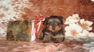 мальчики йорки мини и мелкий стандарт. #952840