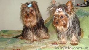 девочки йорки мини и мелкий стандарт. #952801