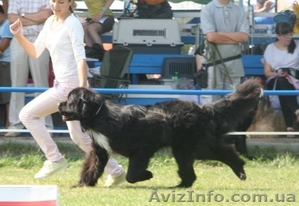 Предлагаю услуги хендлера #956357