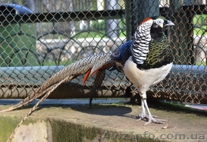 Фазан декоративной породы #951921