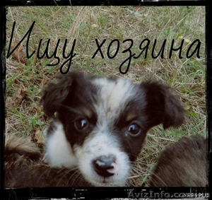 Отдам щенков в добрые руки #955128