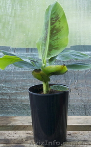 Продам банан низкорослый Musa Nana #966099