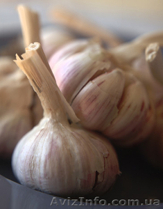 Чеснок продам семена чеснока сорт СОФИЕВСКИЙ #959016