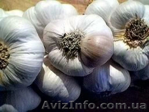 чеснок продам сорт Софиевский #953196