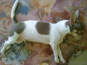 Мальчик чиа-хуа ищет невесту #959749