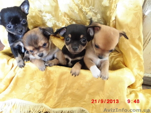 Щенки чихуахуа черные и рыжие #962851