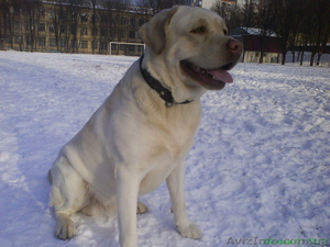 Алиментный Щенок лабрадора ретривера #928552
