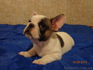 Продам щенков французского бульдога. Мальчик и девочка #967439