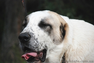 Подрощеный щенок среднеазиатской овчарки (алабай) #957400