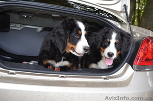 очаровательные бернцы #968312