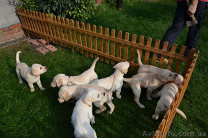 Продам щенков лабрадора палевого окраса #955921