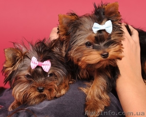 Продаются щенки йоркширского терьера в Донецке. #956262