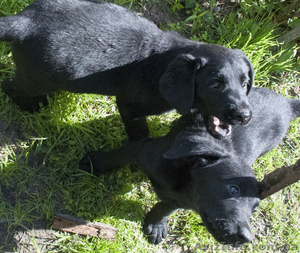 Щеночки лабрадора ретривера девочки #957570