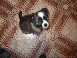 Ищу доброго хозяина #952744