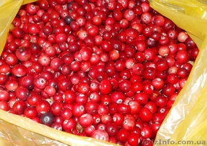 Свежая клюква.2013г. #956289