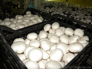 Продаем свежие грибы шампиньоны со своего производства #952429