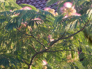 Альбиция ленкоранская #956703